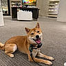 artwork, carpet, collar, display, dog, happy, indoor, leash, painting, paws, pet, portrait, retail_store, shelf, shiba_inu, shoes, smiling, sneakers, store_interior, tongue_out