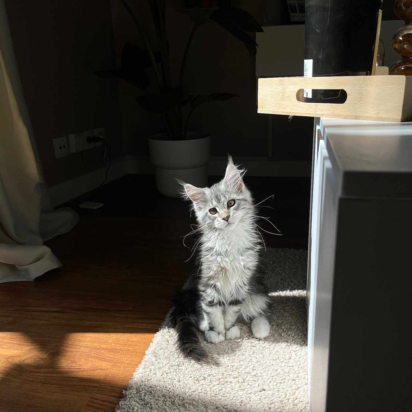 Yuna a rejoint le concours — aidez-le/la à gagner de superbes lots ! abyssinian, animal, architecture, building, cat, cookware, drawer, furniture, hardwood, indoors, kitten, livingroom, manx, pet, plant, plywood, pot, room, shelf, wood