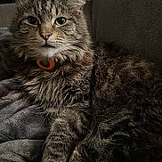 Lokie joined the competition — help win amazing prizes! cat, tabby, feline, fur, indoor, pet, animal, resting, blanket, cozy, closeup, cute, whiskers, ears, eyes, collar, soft, portrait, relaxed, furry