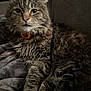 cat, tabby, feline, fur, indoor, pet, animal, resting, blanket, cozy, closeup, cute, whiskers, ears, eyes, collar, soft, portrait, relaxed, furry