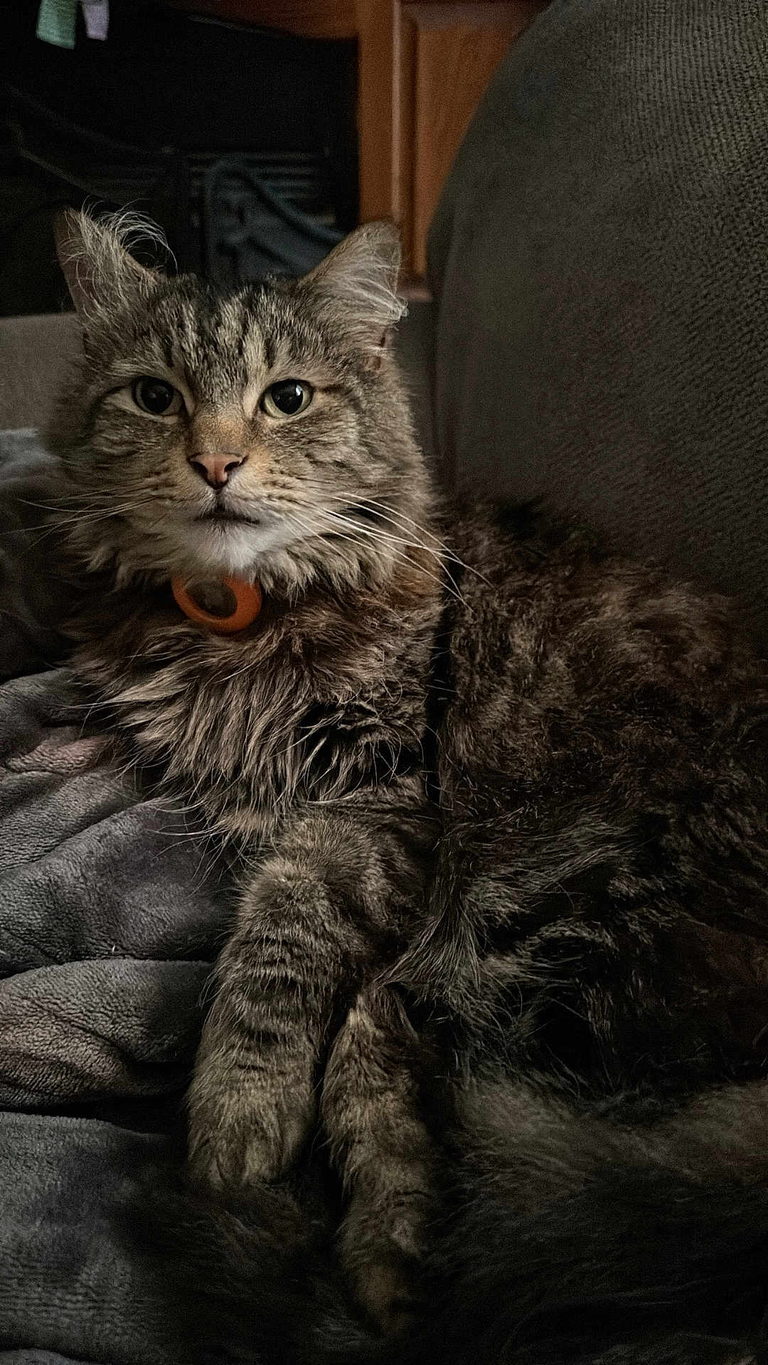 Lokie joined the competition — help win amazing prizes! cat, tabby, feline, fur, indoor, pet, animal, resting, blanket, cozy, closeup, cute, whiskers, ears, eyes, collar, soft, portrait, relaxed, furry