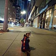 Splatter is registered to the contest to win money with this photo: cat, backpack, night, city, sidewalk, street, urban, building, light, lamp, pedestrian, pavement, window, reflection, dark, outdoor, animal, fur, tail, alone