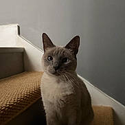 Roma joined the competition — help win amazing prizes! cat, staircase, carpet, gray_wall, pet, indoor, animal, feline, sitting, whiskers, ears, fur, quiet, calm, portrait, home, minimalist, natural_light, domestic, cute