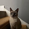 cat, staircase, carpet, gray_wall, pet, indoor, animal, feline, sitting, whiskers, ears, fur, quiet, calm, portrait, home, minimalist, natural_light, domestic, cute
