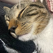 Max joined the competition — help win amazing prizes! blanket, cat, close_up, cozy, domestic_cat, ear, eyes_closed, facial_markings, fur, indoor, muzzle, nap, nose, pet, portrait, sleeping, soft_texture, tabby_cat, whisker_hairs, whiskers