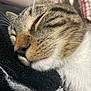 blanket, cat, close_up, cozy, domestic_cat, ear, eyes_closed, facial_markings, fur, indoor, muzzle, nap, nose, pet, portrait, sleeping, soft_texture, tabby_cat, whisker_hairs, whiskers