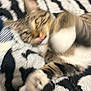 Max is registered to the contest to win money with this photo: blanket, blur, cat, close_up, cozy, domestic_animal, eyes, fur, household, indoor, lying_down, motion_blur, paw, pet, playful, remote_control, tabby, tongue, whiskers, zebra_pattern
