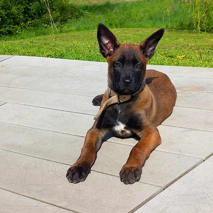 Maya a rejoint le concours — aidez-le/la à gagner de superbes lots ! animal, backyard, black_fur, blue_sky, brown_fur, calm, canine, collar, dog, ears, grass, nature, outdoor, pet, puppy, relaxing, summer, sunlight, trees, young_dog