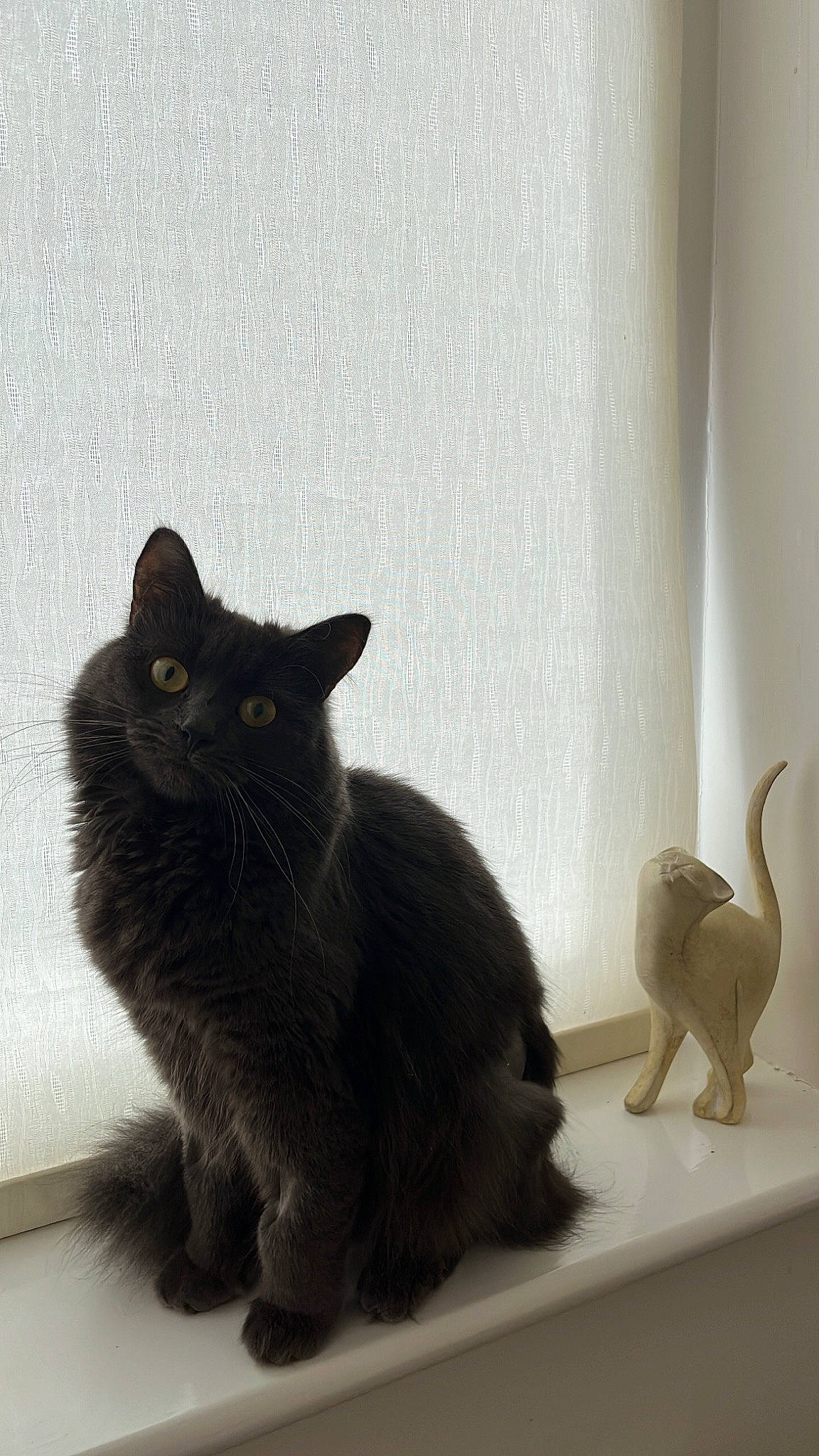 Brie joined the competition — help win amazing prizes! black_cat, bombay, carnivore, cat, claw, curtain, domestic_short_haired_cat, felidae, flooring, fur, grey, mammal, paw, small_to_medium_sized_cats, snout, tail, vertebrate, whiskers, window, wood