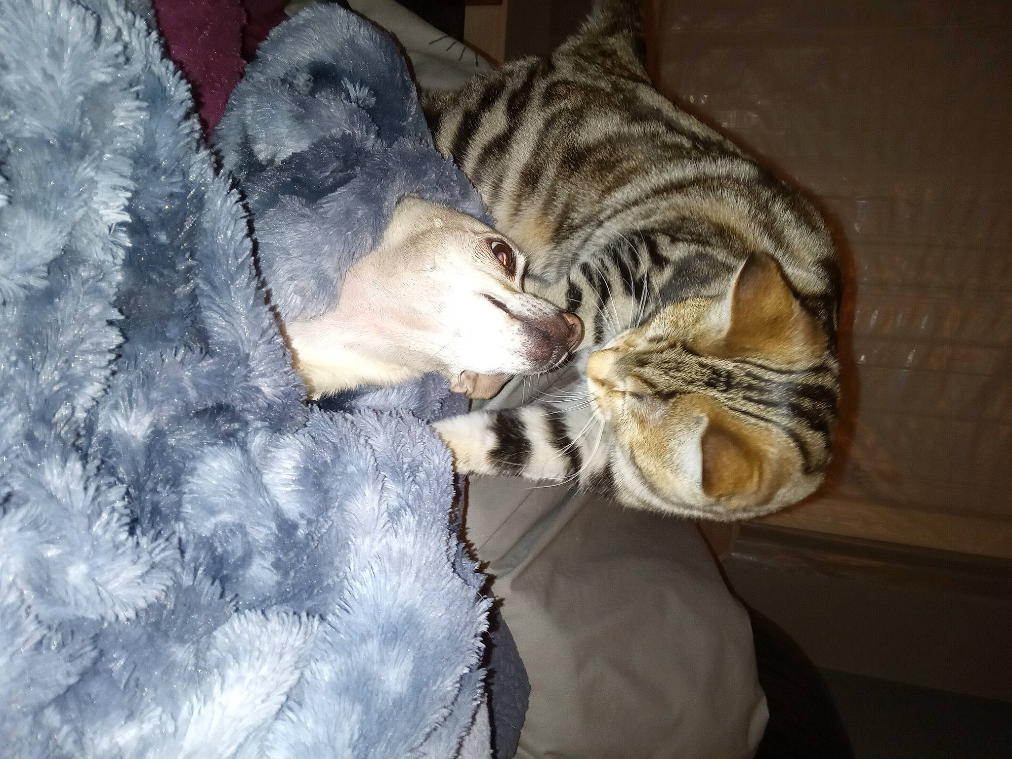 Choo Choo joined the competition — help win amazing prizes! carnivore, cat, claw, comfort, domestic_short_haired_cat, door, felidae, fur, nap, paw, sleep, small_to_medium_sized_cats, snout, tail, terrestrial_animal, whiskers, wildlife, winter