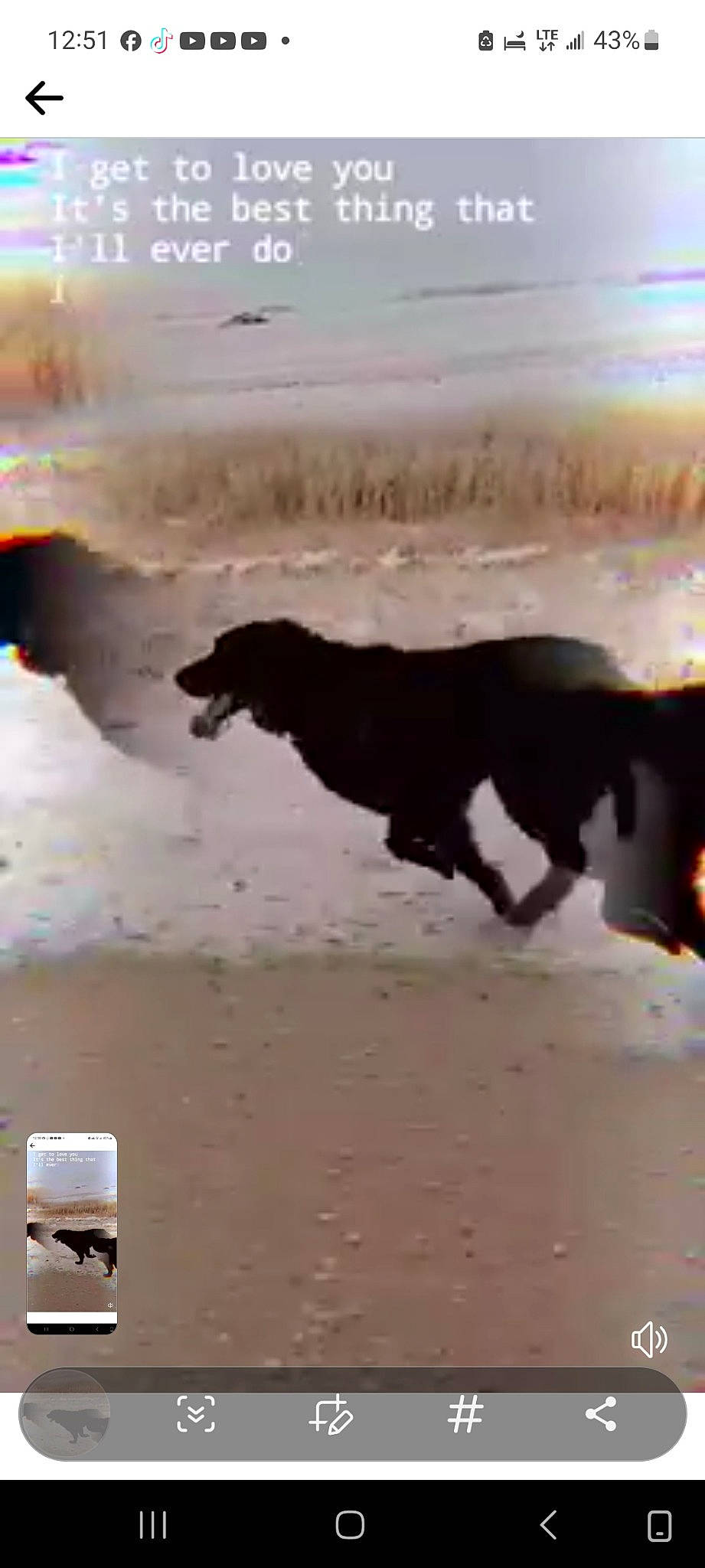 Tuxedo And Fritz joined the competition — help win amazing prizes! art, beach, canidae, carnivore, dog, dog_breed, fluid, landscape, liquid, ocean, pollution, sand, shadow, soil, sporting_group, terrestrial_animal, water, wind_wave, working_animal