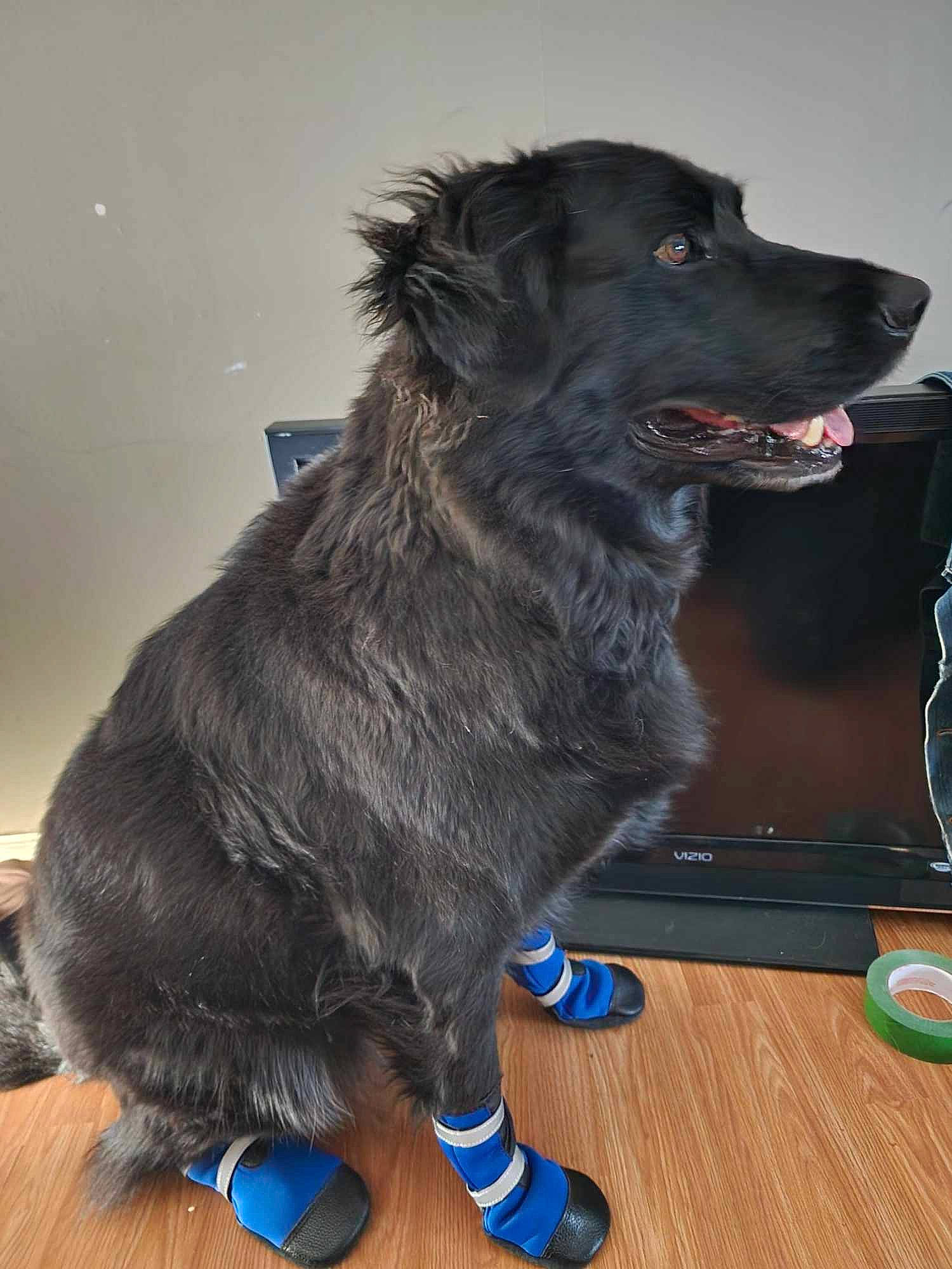 Tuxedo And Fritz is registered to the contest to win money with this photo: borador, canidae, carnivore, companion_dog, dog, dog_breed, electric_blue, foot, fur, guard_dog, snout, sporting_group, varnish, waste_container, working_dog