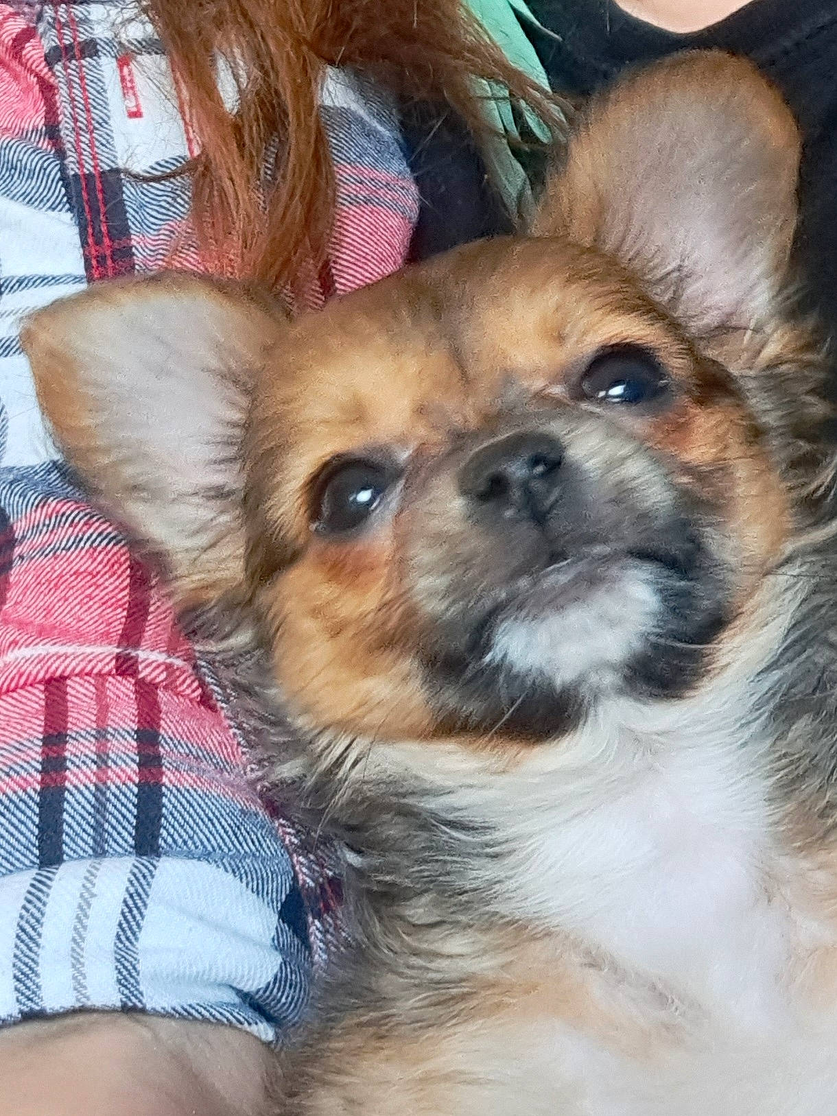 Fritz joined the competition — help win amazing prizes! canidae, carnivore, companion_dog, dog, dog_breed, dog_supply, ear, eye, fawn, firefighter, fur, liver, plaid, small_terrier, snout, sporting_group, tartan, terrier, toy_dog, whiskers