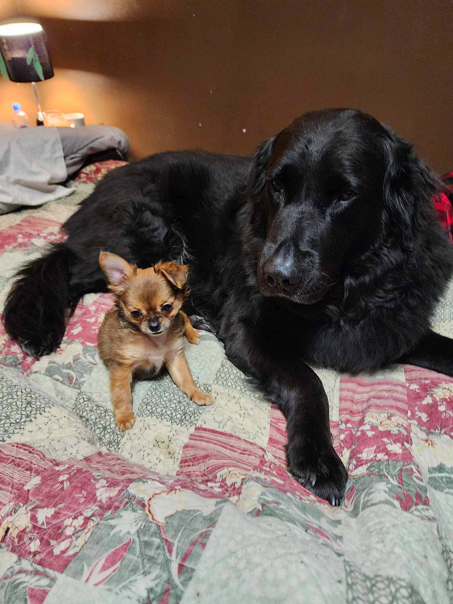 Fritz joined the competition — help win amazing prizes! borador, canidae, carnivore, comfort, companion_dog, dog, dog_breed, event, flooring, fur, guard_dog, gun_dog, liver, mammal, puppy, snout, sporting_group, vertebrate, working_animal