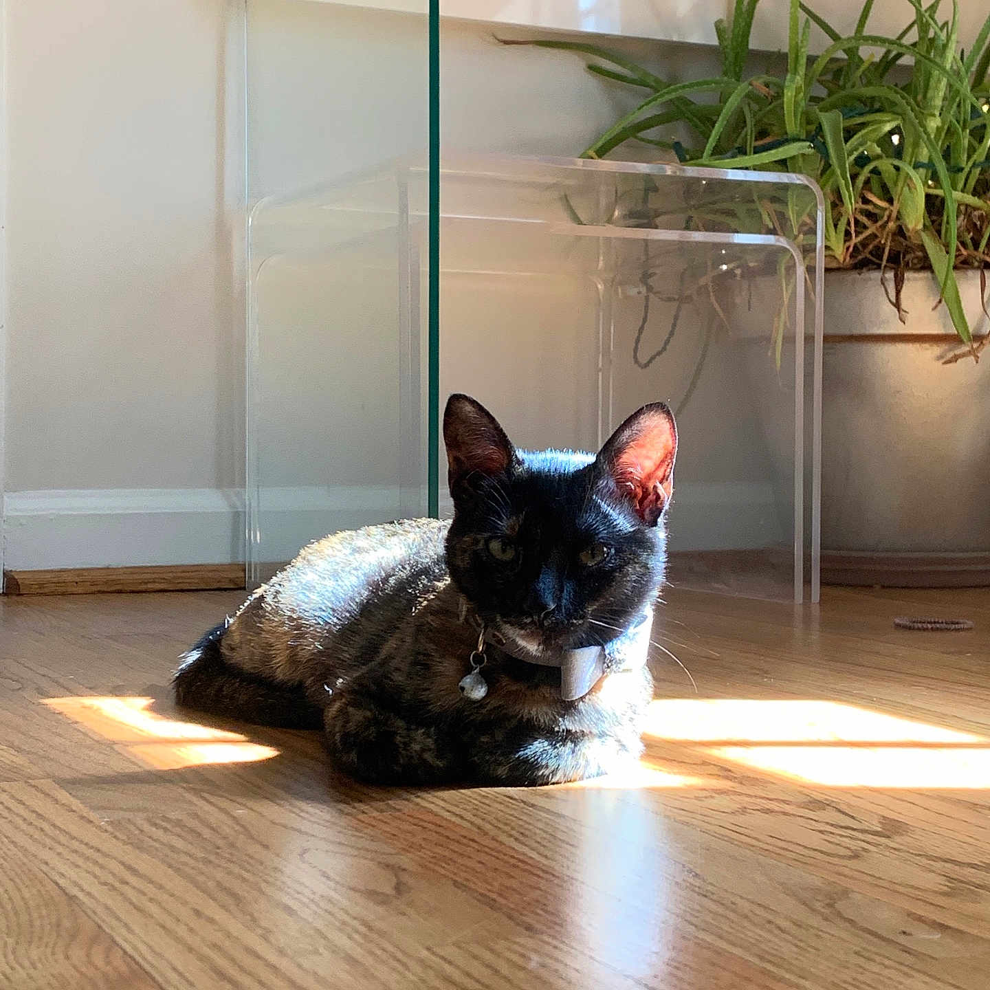 Kilala joined the competition — help win amazing prizes! acrylic_table, bell, cat, collar, domestic_animal, feline, flooring, houseplant, indoor, natural_light, pet, plant, potted_plant, quiet, relaxing, resting, shadow, sunlight, tortoiseshell, wooden_floor