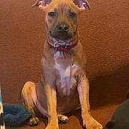 Loki a rejoint le concours — aidez-le/la à gagner de superbes lots ! animal, architecture, baby, boxer, building, bulldog, can, canine, couch, dog, face, furniture, head, hound, indoors, person, pet, pitbull, puppy, tin