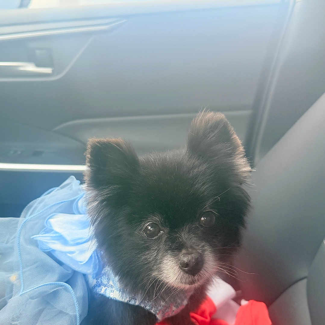 Kitty is registered to the contest to win money with this photo: dog, black_dog, tutu, blue_tutu, pet_clothing, car_interior, car_seat, red_cloth, cute, small_dog, fluffy, animal, pet, looking_up, indoors, window, door_handle, adorable, close_up, sitting