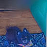 Kitty is registered to the contest to win money with this photo: dog, black_dog, small_dog, fluffy, pet, indoor, floor, rug, bandana, looking_up, cute, animal, domestic_animal, canine, household, teal_door, wooden_floor, standing, adorable, companion