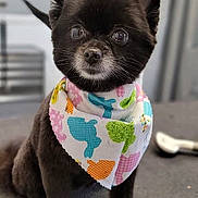 Kitty joined the competition — help win amazing prizes! dog, black_dog, bandana, colorful, indoor, table, pet, cute, small_dog, fur, animal, eyes, ears, snout, sitting, portrait, leash, background_blur, modern, groomed