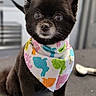 dog, black_dog, bandana, colorful, indoor, table, pet, cute, small_dog, fur, animal, eyes, ears, snout, sitting, portrait, leash, background_blur, modern, groomed
