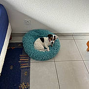 Vixie a rejoint le concours — aidez-le/la à gagner de superbes lots ! dog, pet_bed, floor, tile_floor, rug, wall, outlet, indoor, small_dog, white_dog, black_spots, curled_up, looking, cozy, furniture_leg, bedside, quiet, resting, domestic, companion