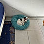 dog, pet_bed, floor, tile_floor, rug, wall, outlet, indoor, small_dog, white_dog, black_spots, curled_up, looking, cozy, furniture_leg, bedside, quiet, resting, domestic, companion