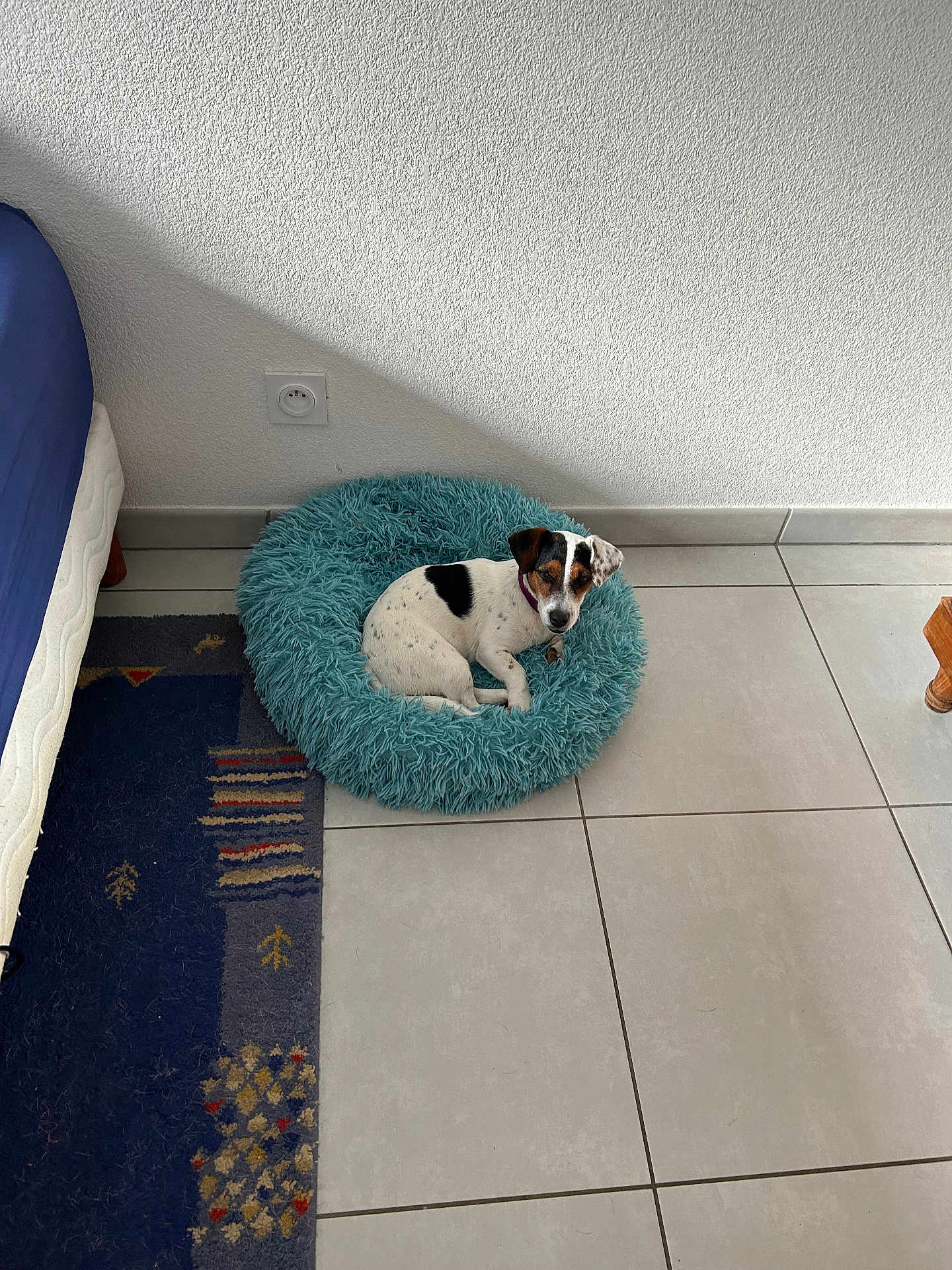 Vixie