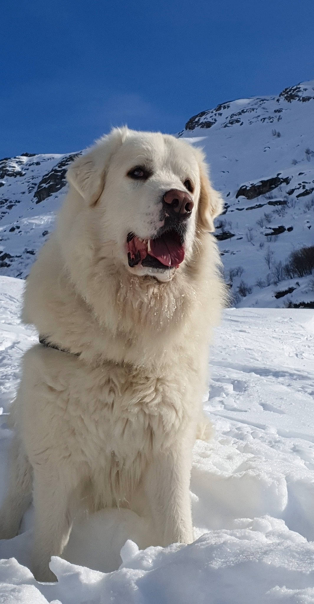 Maïko participe au concours pour gagner de l'argent avec cette photo : aidi, akbash_dog, arctic, canidae, carnivore, dog, dog_breed, geological_phenomenon, great_pyrenees, kuvasz, livestock_guardian_dog, mammal, maremma_sheepdog, polish_tatra_sheepdog, slovak_cuvac, snow, sporting_group, vertebrate