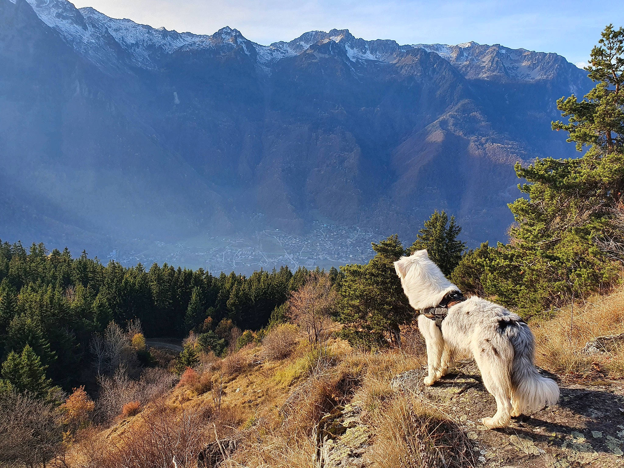 Pixelle participe au concours pour gagner de l'argent avec cette photo : carnivore, cloud, dog, dog_breed, forest, grass, grassland, hill, hill_station, landscape, mountain, mountain_range, mountainous_landforms, natural_landscape, plant, recreation, ridge, sky, tree, working_animal