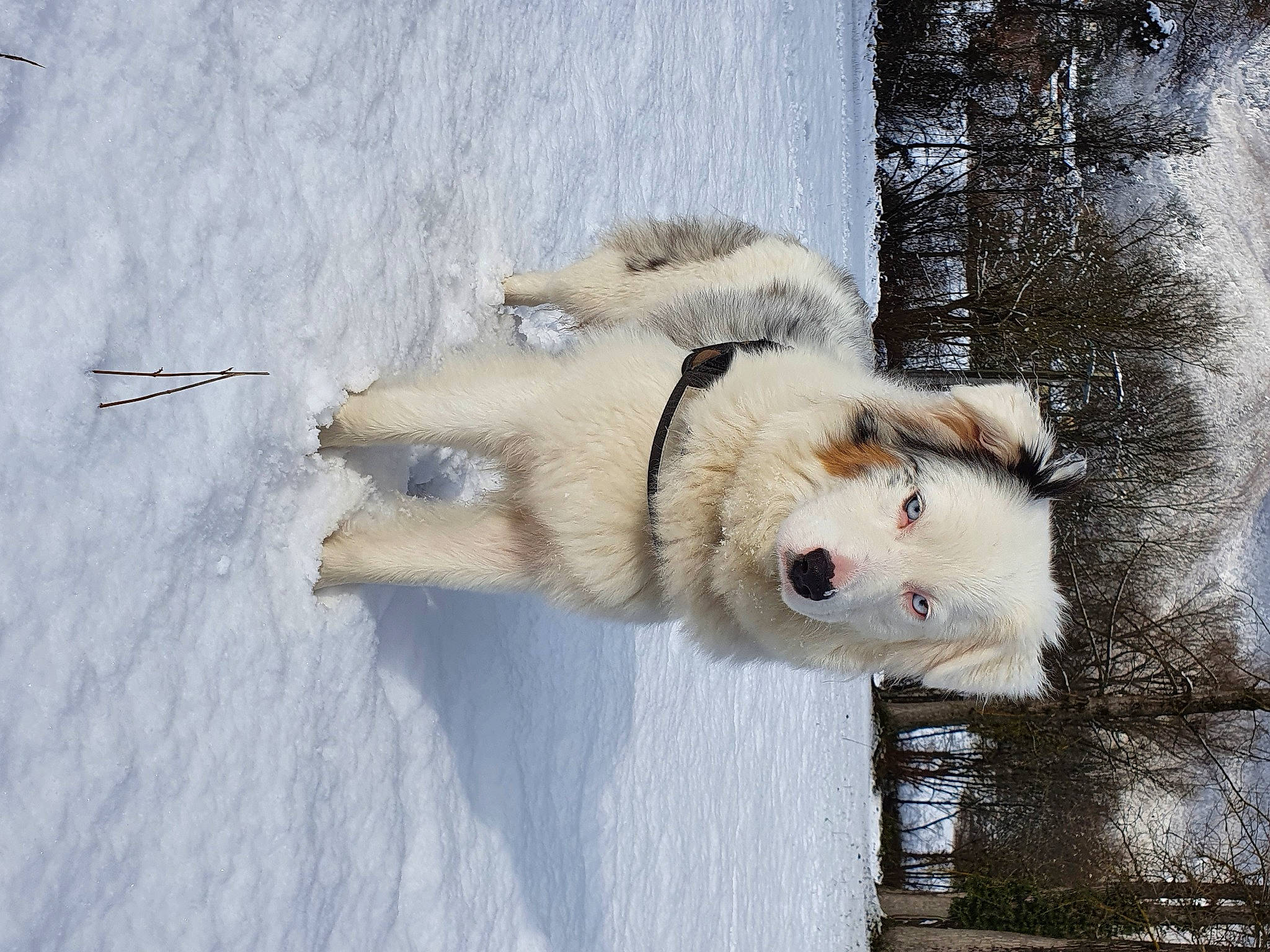 Pixelle participe au concours pour gagner de l'argent avec cette photo : canidae, carnivore, collar, dog, dog_breed, dog_collar, freezing, fur, slope, snout, snow, sporting_group, tree, water, winter, working_dog