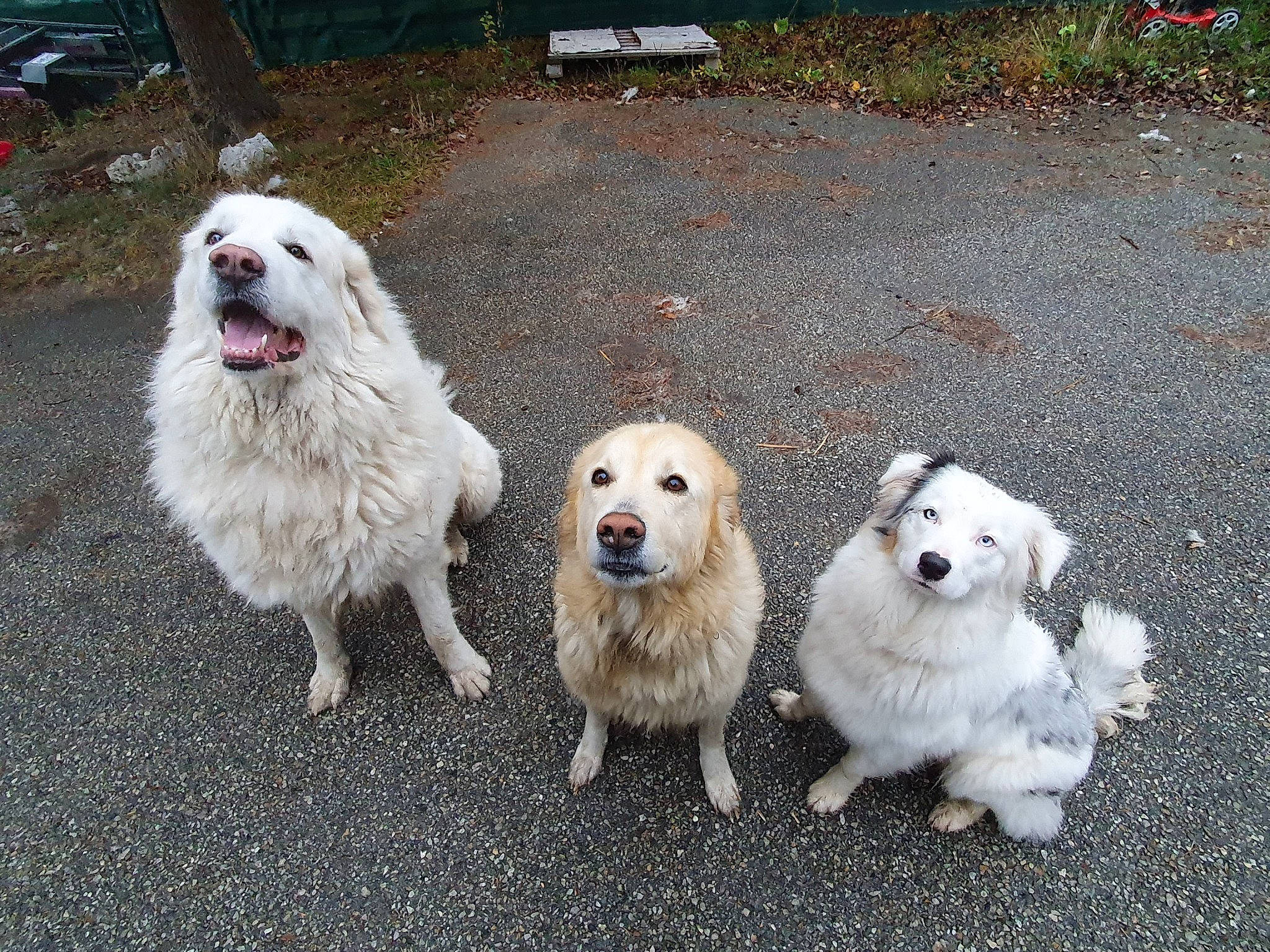 Pixelle a rejoint le concours — aidez-le/la à gagner de superbes lots ! canidae, carnivore, companion_dog, dog, dog_breed, dog_supply, grass, great_pyrenees, kuvasz, livestock_guardian_dog, maremma_sheepdog, non_sporting_group, pet_supply, plant, polish_tatra_sheepdog, slovak_cuvac, snout, sporting_group, working_animal, working_dog