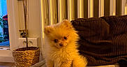 Shark participe au concours pour gagner de l'argent avec cette photo : dog, puppy, orange_fur, fluffy, small_dog, sitting, sofa, cushion, indoors, living_room, cozy, warm_lighting, radiator, window, houseplant, pet, cute, portrait, long_fur, home_decor
