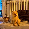 Shark a rejoint le concours — aidez-le/la à gagner de superbes lots ! dog, puppy, pomeranian, fluffy, orange_fur, small_dog, sitting, indoors, couch, cushion, sofa, radiator, window, houseplant, basket, home, cozy, portrait, warm_lighting, pet