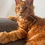 animal, cat, closeup, couch, cute, domestic, ears, feline, fluffy, fur, indoor, orange_tabby, pet, portrait, relaxed, resting, soft_light, tabby, whiskers