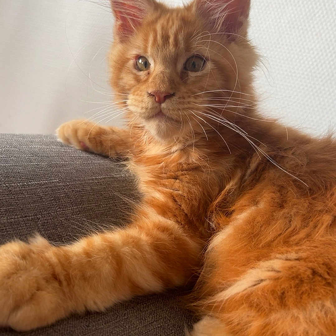 Simba participe au concours pour gagner de l'argent avec cette photo : animal, cat, closeup, couch, cute, domestic, ears, feline, fluffy, fur, indoor, orange_tabby, pet, portrait, relaxed, resting, soft_light, tabby, whiskers