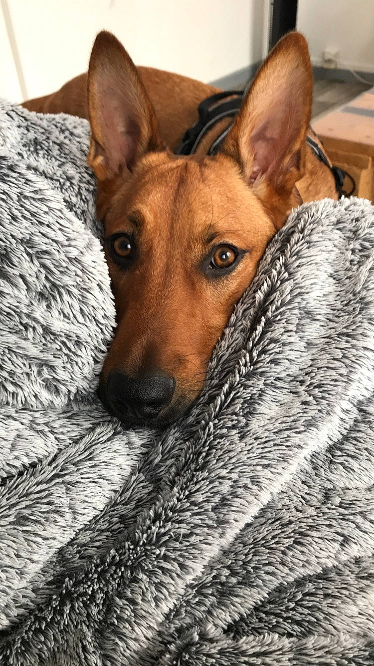 Oslo a rejoint le concours — aidez-le/la à gagner de superbes lots ! africanis, canidae, carnivore, dog, dog_breed, fawn, ibizan_hound, mammal, pariah_dog, podenco_canario, snout, vertebrate