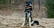 Hardy is registered to the contest to win money with this photo: dog, german_shepherd, forest, trees, sand, sunset, outdoor, animal, pet, canine, collar, harness, nature, brown, black, ears, sitting, looking_up, daylight, woods