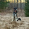 dog, german_shepherd, forest, trees, sand, sunset, outdoor, animal, pet, canine, collar, harness, nature, brown, black, ears, sitting, looking_up, daylight, woods