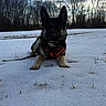 Hardy is registered to the contest to win money with this photo: dog, german_shepherd, snow, winter, outdoor, animal, canine, harness, leash, tongue_out, nature, bare_trees, sky, clouds, grass, playful, pet, cold, fur, lying_down
