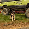 german_shepherd, dog, vehicle, off_road, muddy, grass, tires, parked_car, outdoor, leash, pet, animal, auto_repair, sign, four_wheel_drive, park, brown_dog, canine, daytime, nature