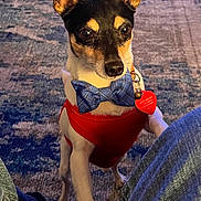 Bennie is registered to the contest to win money with this photo: alert, animal, blue, bow_tie, canine, carpet, collar, cute, dog, ears, floor, front_leg, indoor, jeans, looking, paw, pet, red_vest, small_dog, tag