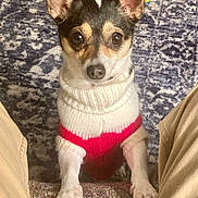 Bella joined the competition — help win amazing prizes! accessories, adult, animal, canine, cap, chihuahua, clothing, dog, hat, hoodie, hound, husky, knitwear, male, man, person, pet, puppy, strap, sweater