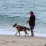 animal, barefoot, beach, canine, casual_clothing, daytime, dog, leash, man, ocean, outdoor, pet, recreation, sand, sea, shore, summertime, walking, water, waves