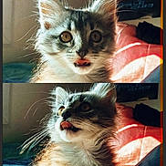 Ulysse participe au concours pour gagner de l'argent avec cette photo : cat, kitten, close_up, tongue_out, gray_tabby, fluffy, whiskers, sunlight, indoor, bed, blanket, cute, pet, portrait, feline, playful, animal, fur, expression, warm_light