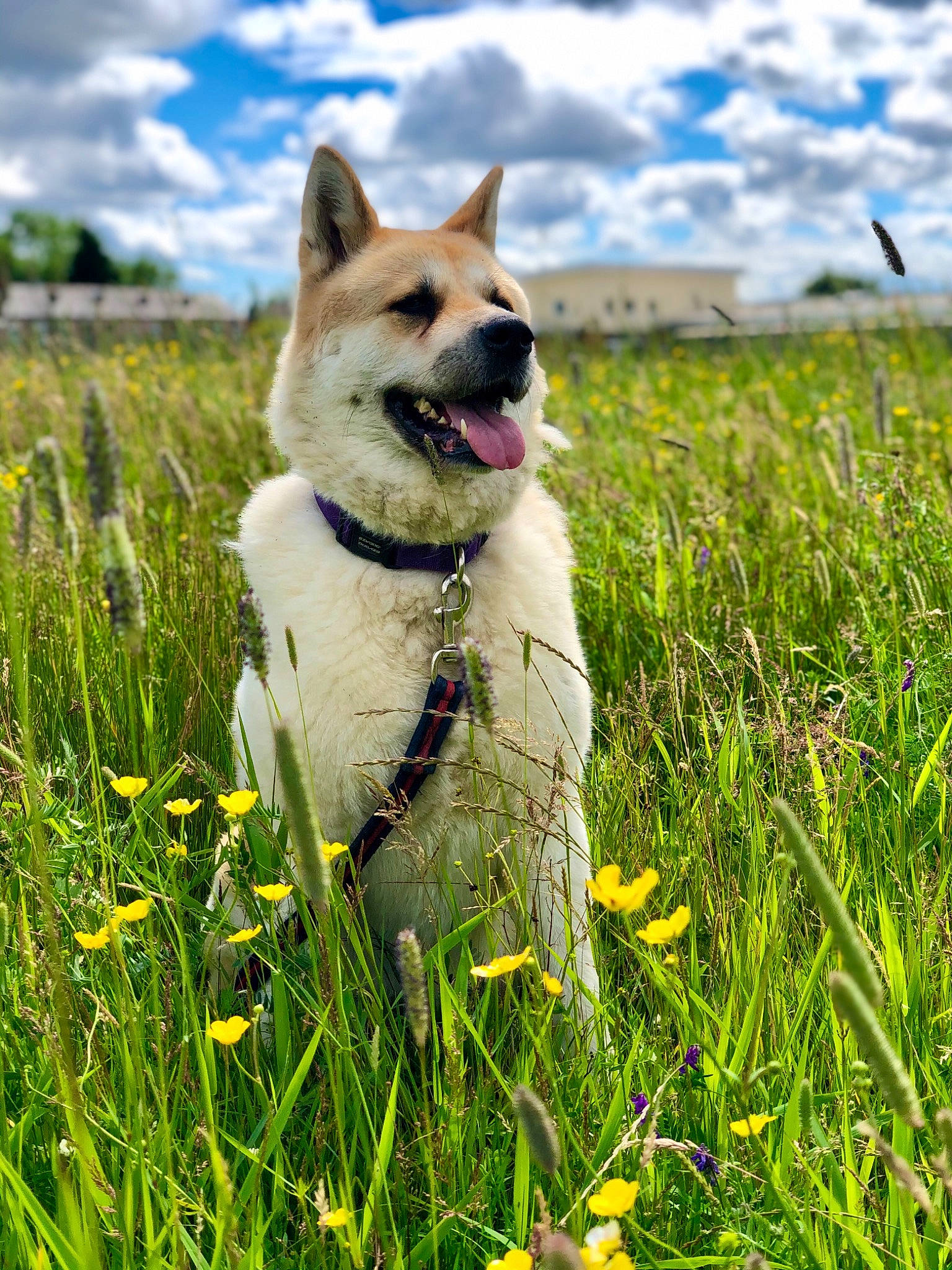 Skylar is registered to the contest to win money with this photo: akita, akita_inu, canidae, carnivore, dog, dog_breed, fawn, grass, grass_family, grassland, hokkaido, mammal, meadow, norwegian_buhund, plant, saarloos_wolfdog, shiba_inu, vertebrate, wildflower, working_dog
