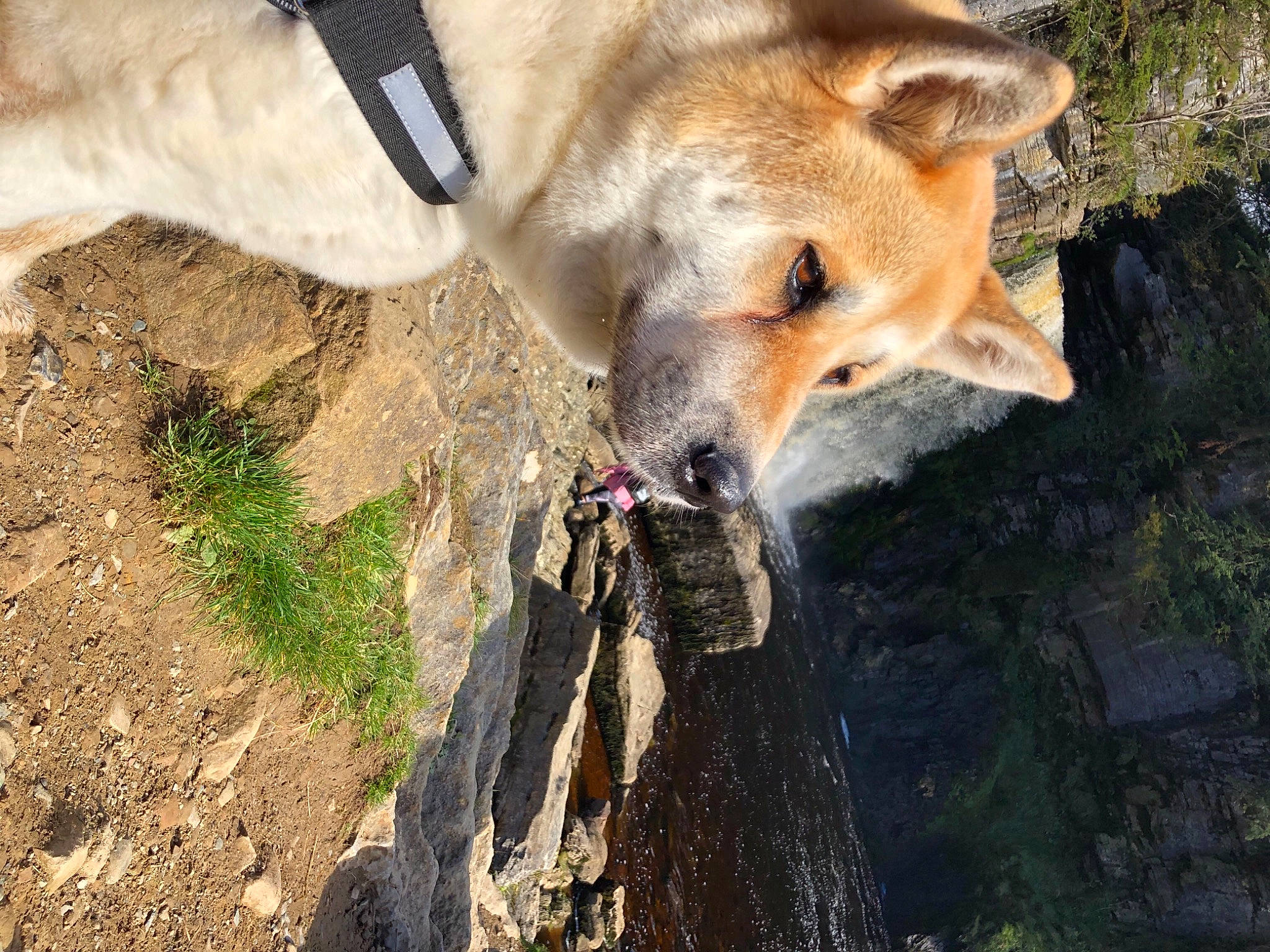 Skylar is registered to the contest to win money with this photo: canidae, carnivore, dingo, dog, dog_breed, fawn, mammal, snout, wildlife