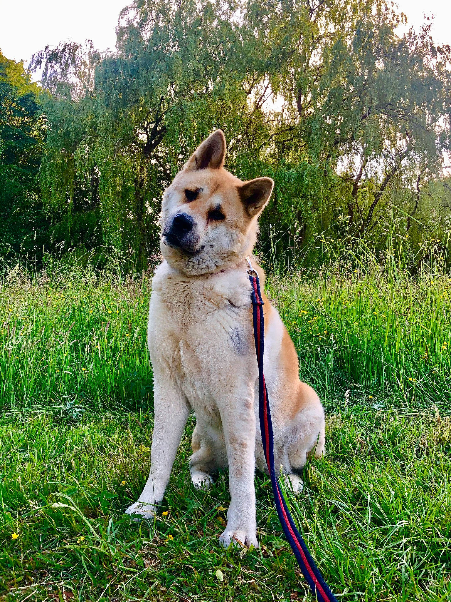 Skylar is registered to the contest to win money with this photo: akita, akita_inu, canaan_dog, canidae, carnivore, companion_dog, dog, dog_breed, east_siberian_laika, fawn, grass, hokkaido, korean_jindo_dog, mammal, non_sporting_group, norwegian_buhund, norwegian_lundehund, shiba_inu, shikoku, vertebrate