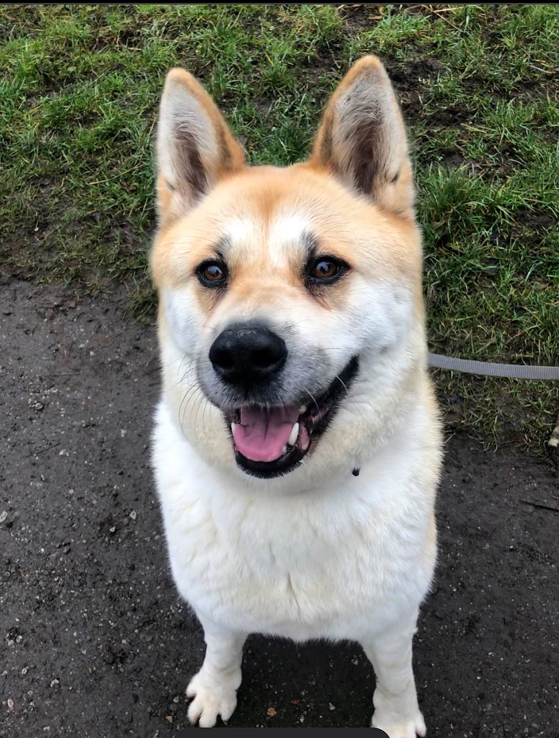 Skylar is registered to the contest to win money with this photo: akita, ancient_dog_breeds, canaan_dog, canidae, carnivore, companion_dog, dog, dog_breed, fawn, icelandic_sheepdog, mammal, norwegian_buhund, rare_breed_dog, snout, thai_bangkaew_dog, vertebrate, working_dog