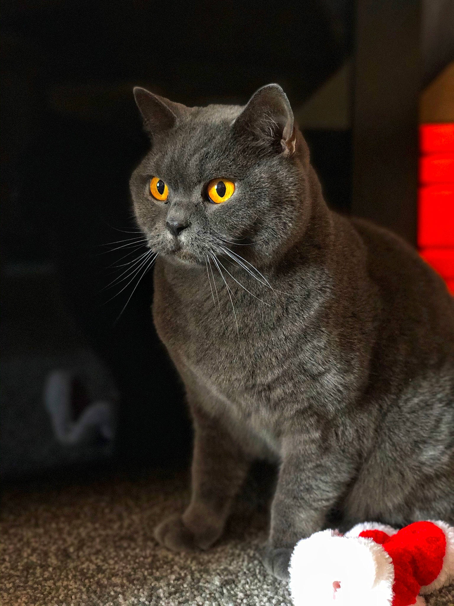 Blue is registered to the contest to win money with this photo: asian, british_semi_longhair, british_shorthair, burmese, carnivore, cat, chartreux, domestic_short_haired_cat, european_shorthair, felidae, korat, mammal, nebelung, russian_blue, scottish_fold, small_to_medium_sized_cats, snout, vertebrate, whiskers