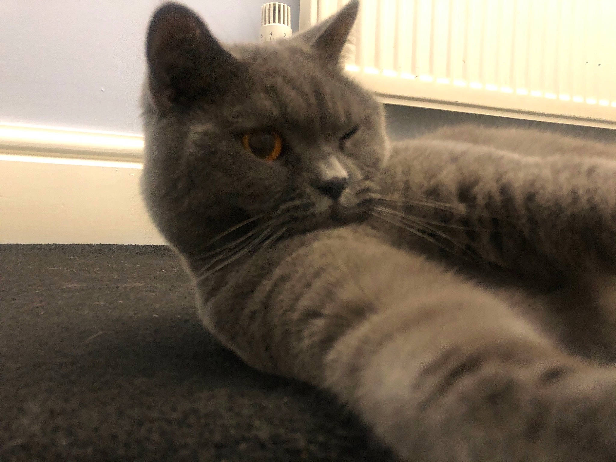 Blue is registered to the contest to win money with this photo: asian, british_semi_longhair, british_shorthair, carnivore, cat, chartreux, domestic_short_haired_cat, european_shorthair, felidae, kitten, korat, mammal, nebelung, russian_blue, small_to_medium_sized_cats, snout, vertebrate, whiskers